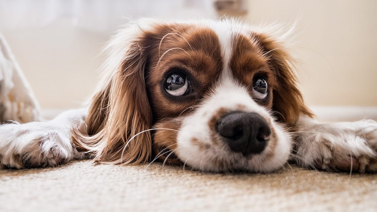 puppy